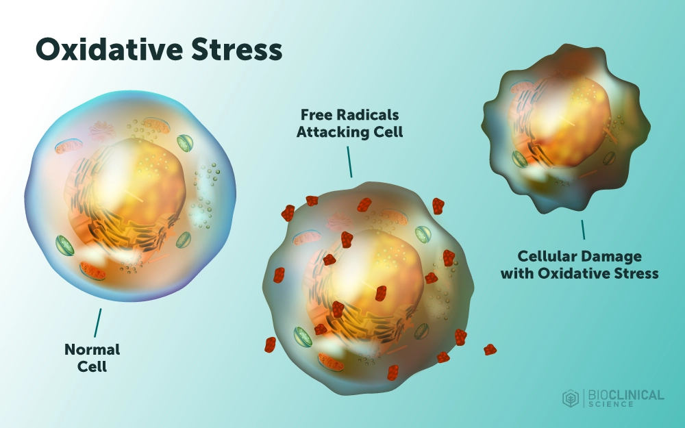 An informational graphic showing the progression of oxidative stress from a normal cell, to a cell under attack from free radicals, concluding in a cell damaged with signs of oxidative stress.